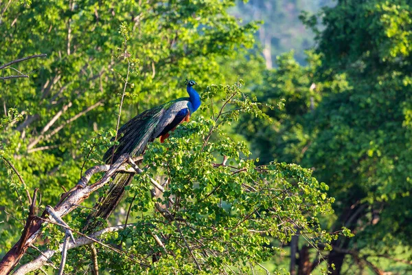 Exotický Pták Srí Lance — Stock fotografie