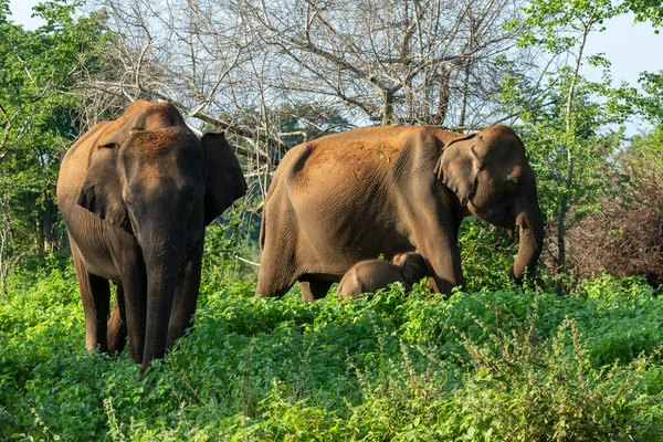 Elefantenfamilie Auf Safari Tour Udawalawe Sri Lanka — Stockfoto