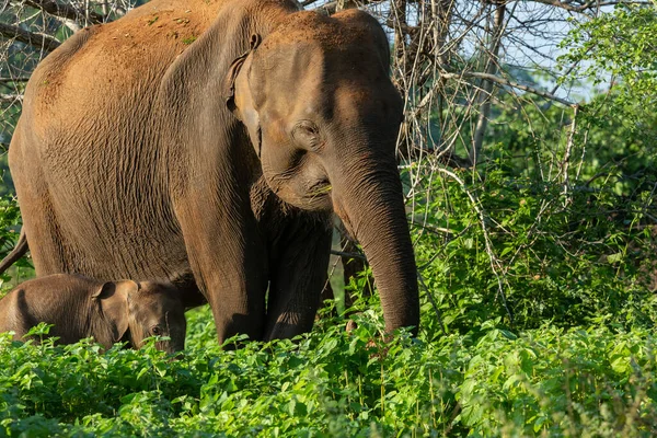 Elephant Family Safari Tour Udawalawe Sri Lanka — Stock Photo, Image