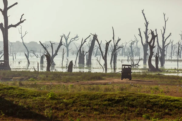 Sabah Zaman Tabiat Manzarası Udawalawe Milli Parkı Sri Lanka — Stok fotoğraf