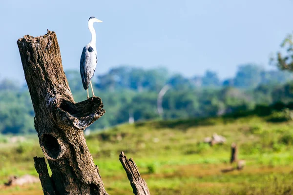 Paisaje Salvaje Por Mañana Parque Nacional Udawalawe Sri Lanka —  Fotos de Stock