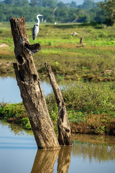 Vilda Landskap Morgonen Udawalawe Nationalpark Sri Lanka — Stockfoto