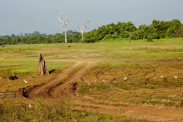 Vilda Landskap Morgonen Udawalawe Nationalpark Sri Lanka — Stockfoto