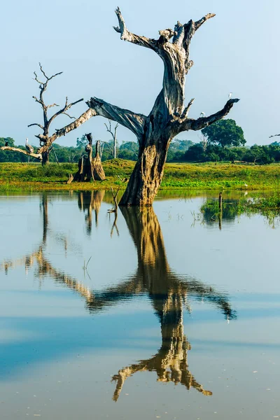 Wild Landscape Morning Time Udawalawe National Park Sri Lanka — Stock Photo, Image