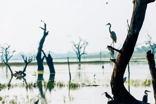朝の時間で野生の風景 スリランカの Udawalawe 国立公園 — ストック写真
