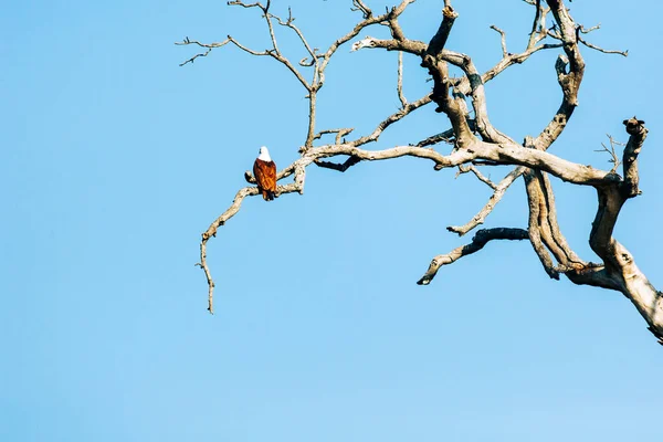 Wild Landschap Moment Van Ochtend Udawalawe Nationaal Park Sri Lanka — Stockfoto