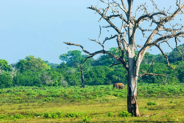 Paesaggio Selvaggio Mattino Parco Nazionale Udawalawe Sri Lanka — Foto Stock