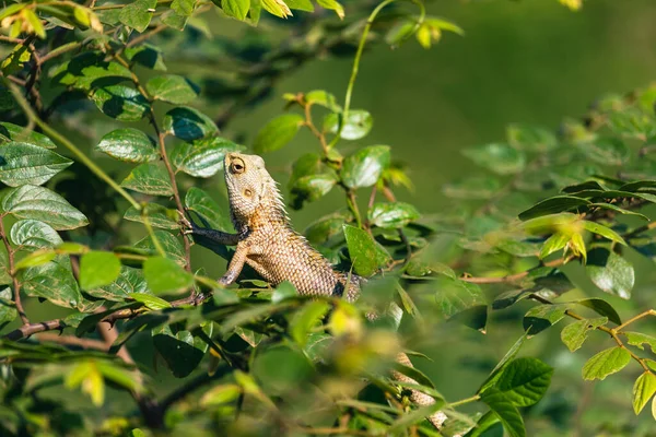 Lizard Captured Sri Lanka — Stock Photo, Image