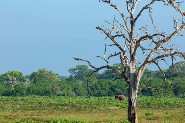 Paesaggio Selvaggio Mattino Parco Nazionale Udawalawe Sri Lanka — Foto Stock