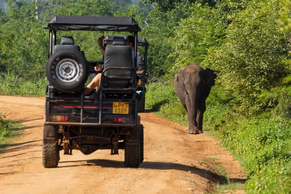 Sabah zaman tabiat manzarası. Udawalawe Milli Parkı Sri Lanka.
