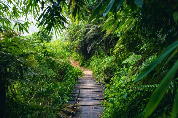 Floresta Tropical Sri Lanka Caminho Selva Reserva Florestal Sinharaja Sri — Fotografia de Stock