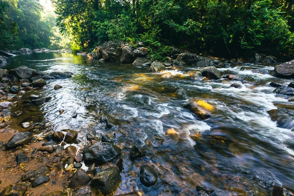 Sri Lanka Rainforest Path Jungle Sinharaja Forest Reserve Sri Lanka — Stock Photo, Image