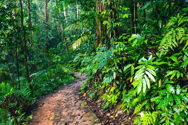 Forêt Tropicale Sri Lanka Chemin Dans Jungle Réserve Forestière Sinharaja — Photo