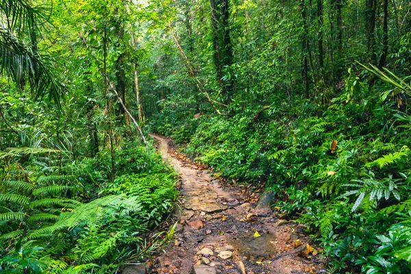 Forêt Tropicale Sri Lanka Chemin Dans Jungle Réserve Forestière Sinharaja — Photo