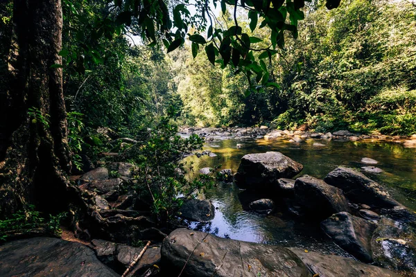 Sri Lanka Foresta Pluviale Sentiero Nella Giungla Riserva Forestale Del — Foto Stock