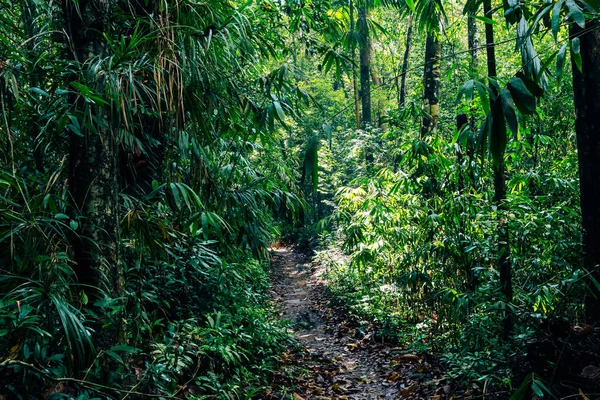 Forêt Tropicale Sri Lanka Chemin Dans Jungle Réserve Forestière Sinharaja — Photo