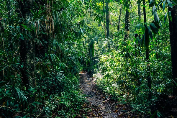 Sri Lanka yağmur ormanları. Ormanda yol. Sinharaja Orman Rezervi, Sri Lanka. 