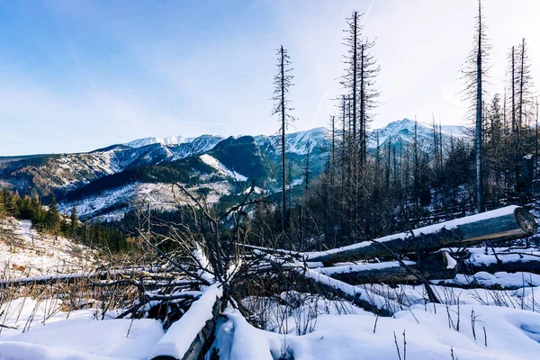 Tatranští Horští Zimě Pohled Bílé Zasněžené Vrcholky Mrazivé Zimní Hory — Stock fotografie