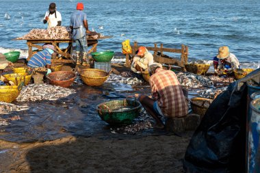 NEGOMBO, SRI LANKA - 28 Şubat 2022: Negombo, Sri Lanka sahillerinde balıklarla çalışan insanlar.