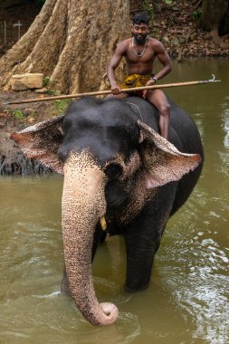 SIGIRIYA, SRI LANKA - Mart 03, 2022: Fil eğitmeni fili Sigiriya Milli Parkı 'nda nehirde yıkar. Sri Lanka.