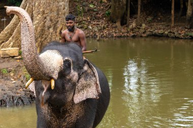 SIGIRIYA, SRI LANKA - Mart 03, 2022: Fil eğitmeni fili Sigiriya Milli Parkı 'nda nehirde yıkar. Sri Lanka.