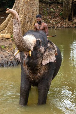 SIGIRIYA, SRI LANKA - Mart 03, 2022: Fil eğitmeni fili Sigiriya Milli Parkı 'nda nehirde yıkar. Sri Lanka.