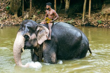 SIGIRIYA, SRI LANKA - Mart 03, 2022: Fil eğitmeni fili Sigiriya Milli Parkı 'nda nehirde yıkar. Sri Lanka.