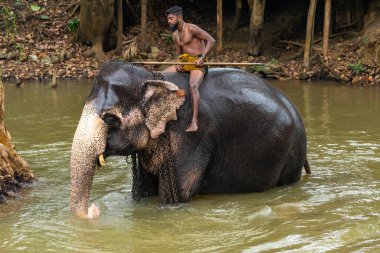 SIGIRIYA, SRI LANKA - Mart 03, 2022: Fil eğitmeni fili Sigiriya Milli Parkı 'nda nehirde yıkar. Sri Lanka.