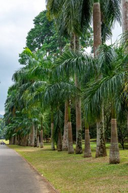 Royal Botanic King Gardens 'taki palmiye ağacı sokağı. Peradeniya. Kandy mi? Sri Lanka.