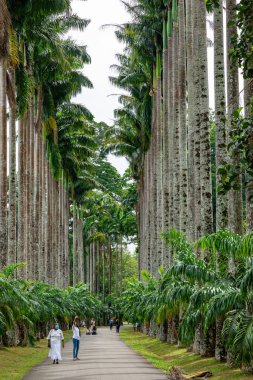 Royal Botanic King Gardens 'taki palmiye ağacı sokağı. Peradeniya. Kandy mi? Sri Lanka.