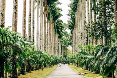 Royal Botanic King Gardens 'taki palmiye ağacı sokağı. Peradeniya. Kandy mi? Sri Lanka.