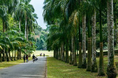 Royal Botanic King Gardens 'taki palmiye ağacı sokağı. Peradeniya. Kandy mi? Sri Lanka.