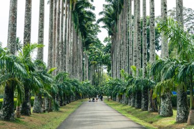 Royal Botanic King Gardens 'taki palmiye ağacı sokağı. Peradeniya. Kandy mi? Sri Lanka.