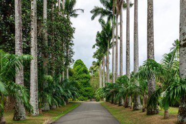 Royal Botanic King Gardens 'taki palmiye ağacı sokağı. Peradeniya. Kandy mi? Sri Lanka.