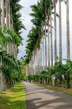 Royal Botanic King Gardens 'taki palmiye ağacı sokağı. Peradeniya. Kandy mi? Sri Lanka.