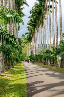 Royal Botanic King Gardens 'taki palmiye ağacı sokağı. Peradeniya. Kandy mi? Sri Lanka.