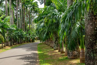 Royal Botanic King Gardens 'taki palmiye ağacı sokağı. Peradeniya. Kandy mi? Sri Lanka.