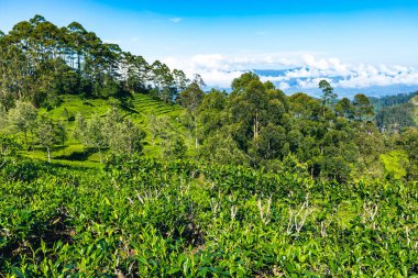 Sri Lanka Çay Çiftliği. Lipton 'un Koltuğu, Haputale, Sri Lanka.