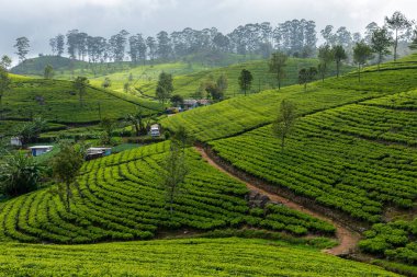Sri Lanka Çay Çiftliği. Lipton 'un Koltuğu, Haputale, Sri Lanka.