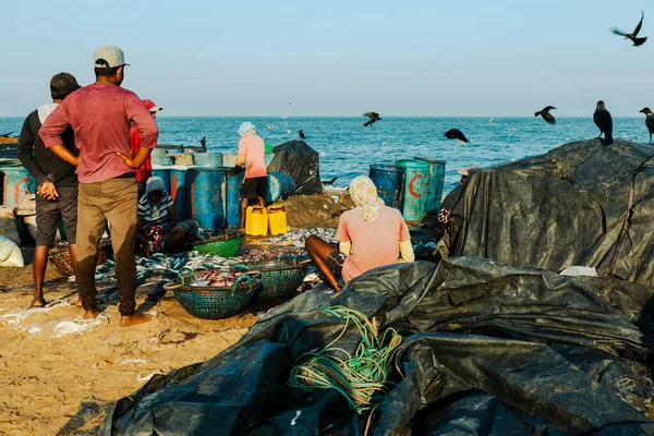 スリランカのネゴンボのビーチで魚と一緒に働く人々 — ストック写真