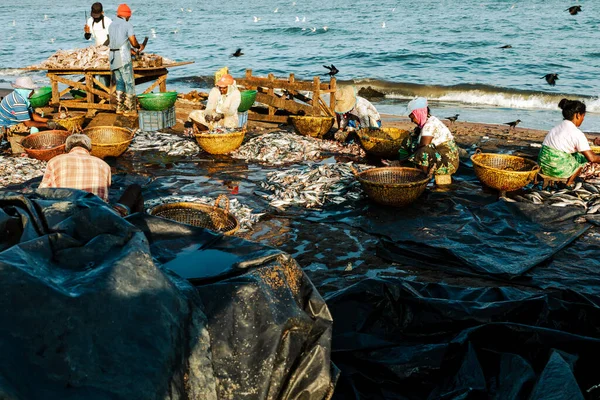 Negombo Sri Lanka 2022年2月28日 スリランカのネゴンボで魚と一緒に働く人々 — ストック写真