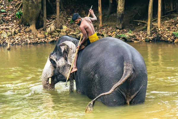 Sigiriya Sri Lanka Marzo 2022 Entrenador Elefantes Lava Elefante Río —  Fotos de Stock