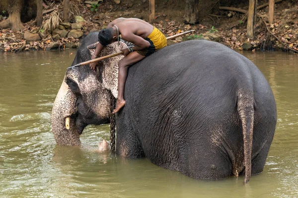 Sigiriya Sri Lanka Marzo 2022 Entrenador Elefantes Lava Elefante Río —  Fotos de Stock