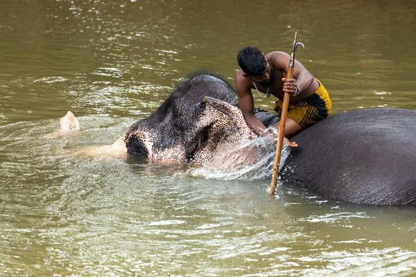 Sigiriya Sri Lanka Marzo 2022 Entrenador Elefantes Lava Elefante Río —  Fotos de Stock