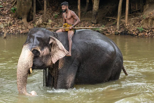 Sigiriya Sri Lanka Marzo 2022 Entrenador Elefantes Lava Elefante Río —  Fotos de Stock