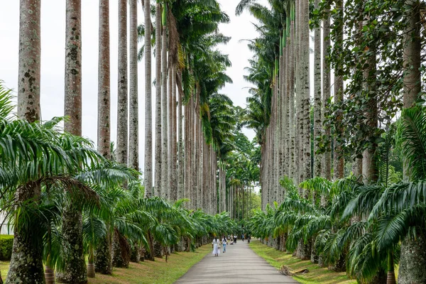 Royal Botanic King Gardens 'taki palmiye ağacı sokağı. Peradeniya. Kandy mi? Sri Lanka.