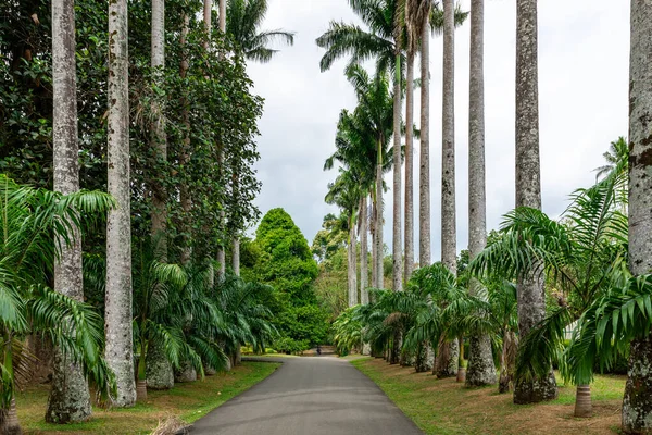Royal Botanic King Gardens 'taki palmiye ağacı sokağı. Peradeniya. Kandy mi? Sri Lanka.