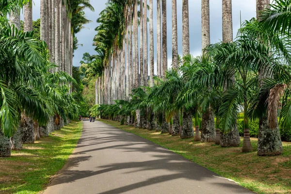 Aleja Palm Królewskich Ogrodach Botanicznych Peradeniya Jestem Kandy Sri Lanka — Zdjęcie stockowe