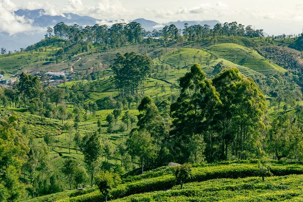Sri Lanka Tea Plantation Lipton Seat Haputale Sri Lanka — Stock Photo, Image