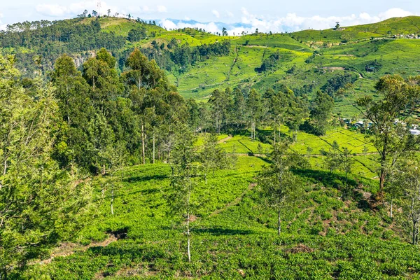 Sri Lanka Tea Plantation Lipton Seat Haputale Sri Lanka — Stock Photo, Image